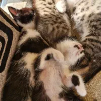 واگذاری گربه