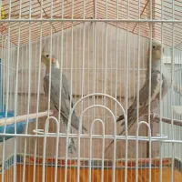 2عددعروس هلندی