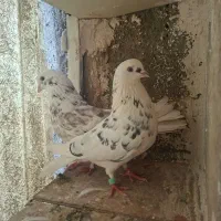 کفتر