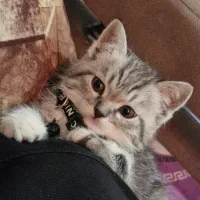 گربه بریتیش نر