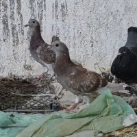 دو جفت جوجه بور مگس