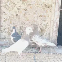 رنگی بهبهانی سینه طوقی|پرنده|شیراز, تندگویان|دیوار