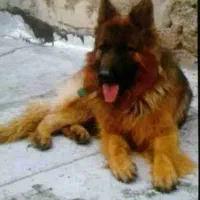 ماده ژرمن شوداین مو بلند وارداتی بفروش میرسد|سگ|کهریزک, |دیوار