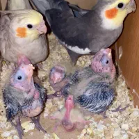 جفت عروس هلندی تخم گذار