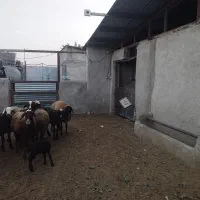 ۳راس میش آبستن و۱راس بره دار