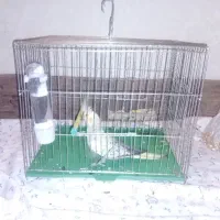 قفس عروس هلندی