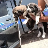 توله خراسانی