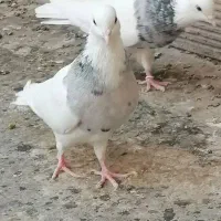 طوقی|پرنده|پیر بکران, |دیوار