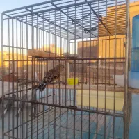 سهره قناری نر