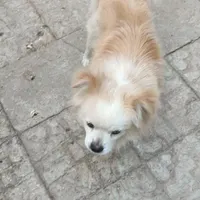 گمشده