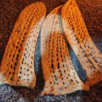 صندوق دارنانوای شیفت صبح از ساعت 6تا3بعدظهر