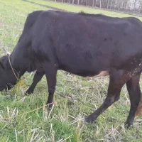 گاو چالوسی|حیوانات مزرعه|سنگر, |دیوار