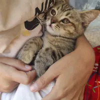 گربه گمشده ماده