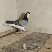 نر دمگیر ماده زاغ ابادانی|پرنده|شاهین‌شهر, خانه کارگر|دیوار