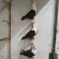 کلاغ سرخ زرد