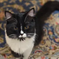 گربه بالغ|گربه|تهران, شهرک صدرا|دیوار