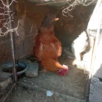 فروش مرغ و خروس|حیوانات مزرعه|راور, |دیوار