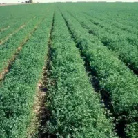 فروش یونجه باغ