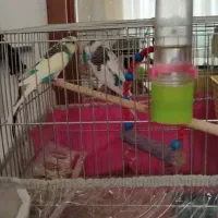 دوتا مرغ عشق باقفس یک ماه خریدیم