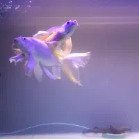 سه تاماهی کوی سوپرباله عروس|ماهی|قم, انصار‌الحسین|دیوار