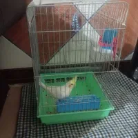 عروس هلندی با قفس