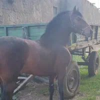 کره نریان دوساله نوه سهیل مریخ|اسب و تجهیزات اسب‌سواری|تهران, سازمان آب|دیوار