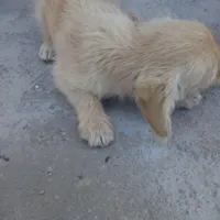 سگ پاکوتاه