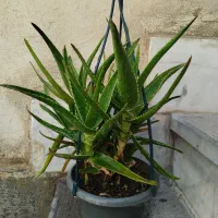 انواع گل های اپارتمانی|گل و گیاه طبیعی|کرج, گوهردشت|دیوار