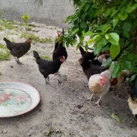 مرغ     خروس محلی