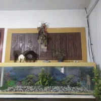 شخصی|ماهی|علی‌آباد کتول, |دیوار