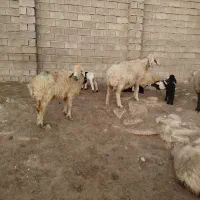 میش|حیوانات مزرعه|بهبهان, |دیوار