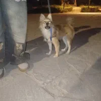 جانداشتن