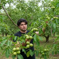 فروش نهال فرنور اصل با ارسال رایگان