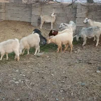 گوسفند|حیوانات مزرعه|ارزوئیه, |دیوار