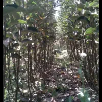 فروش نهال پاییزه تحویل سر خزانه گناباد|گل و گیاه طبیعی|گناباد, |دیوار