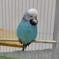 مرغ عشق انگلیسی ماده|پرنده|بابلسر, |دیوار