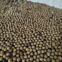 گردو تک درخت مغز پر کیلیویی۱۲۰۰