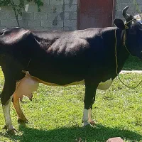 دوراس لیشه گاوشیری  با گوساله مونت بیلیارد اصل