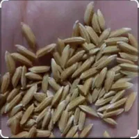 فروش چلتیک|خدمات باغبانی و درختکاری|سیدان, |دیوار