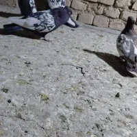 چهار عدد سینه سیاه نرو ماده