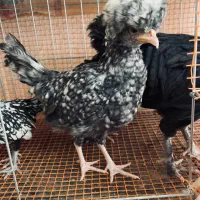 نیمچه لهستانی مرغ و خروس|حیوانات مزرعه|اصفهان, شهرک کوثر|دیوار