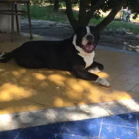 توله پیت بول|سگ|ساری, |دیوار