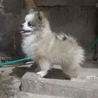 سگ فروشی