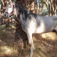 اسب|اسب و تجهیزات اسب‌سواری|نرماشیر, |دیوار