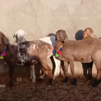 بره ماده چینی|حیوانات مزرعه|کاشمر, |دیوار