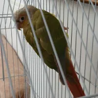 طوطی گرینچیک|پرنده|چالوس, |دیوار