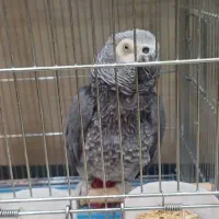 کاسکو رام باهوش ۲۰ کلام نر زیبا درشت|پرنده|تهران, اسکندری|دیوار