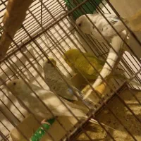 خریدو فروش مرغ عشق