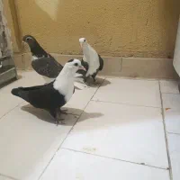 جوجه کله سفید