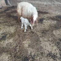 گله کامل فروش